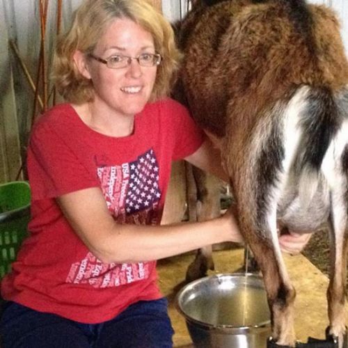 Frustrations of a First-Time Milker – Year 2